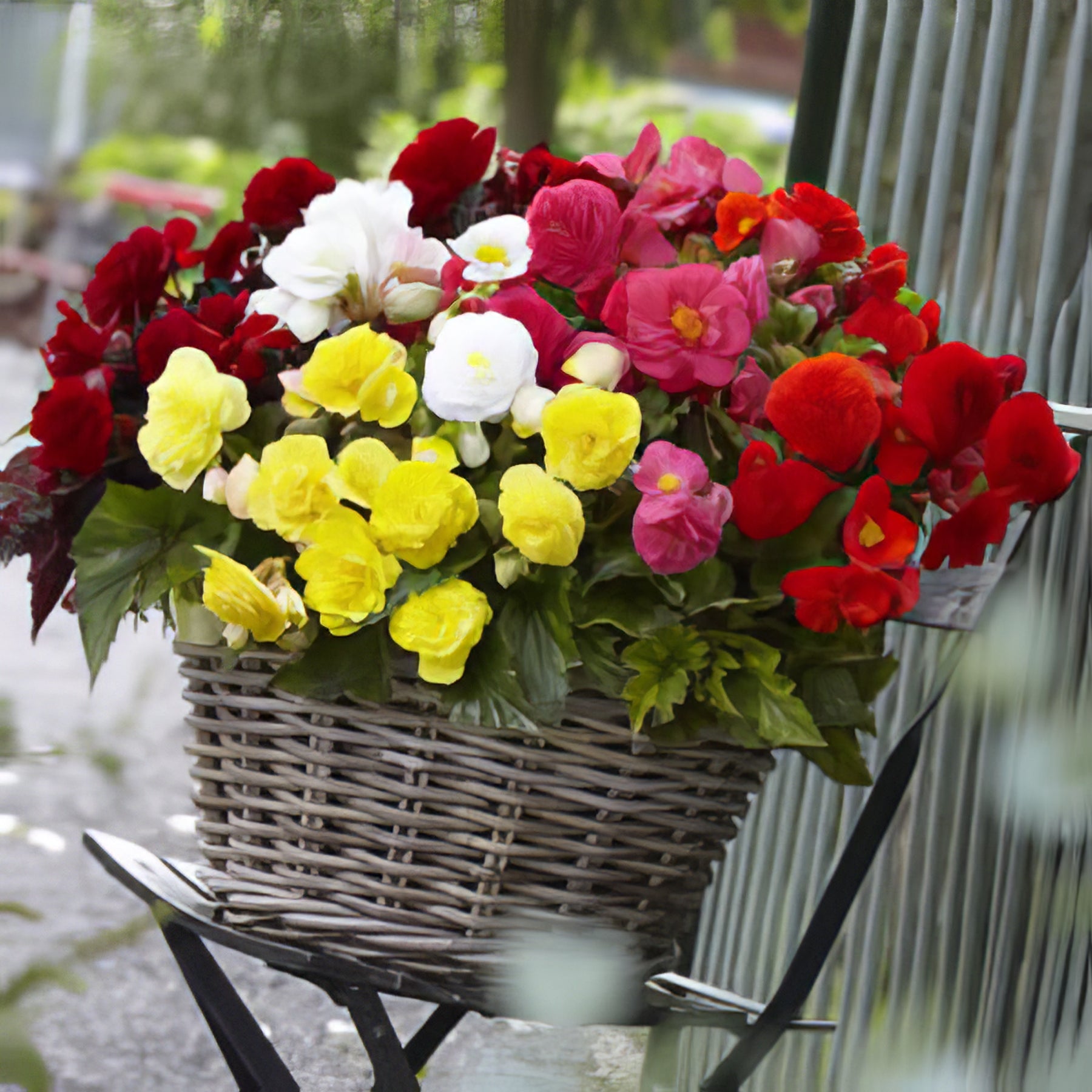 Tuberous Begonias - Collection Image - Garden Express