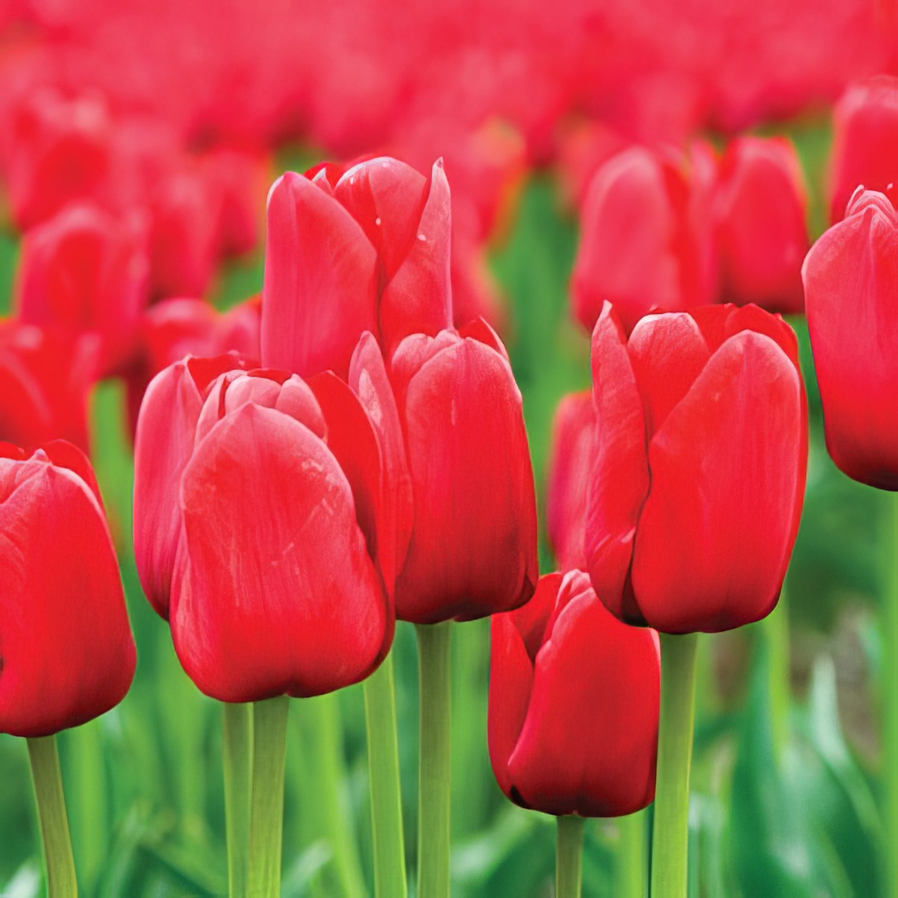 Tulips - Collection Image - Garden Express
