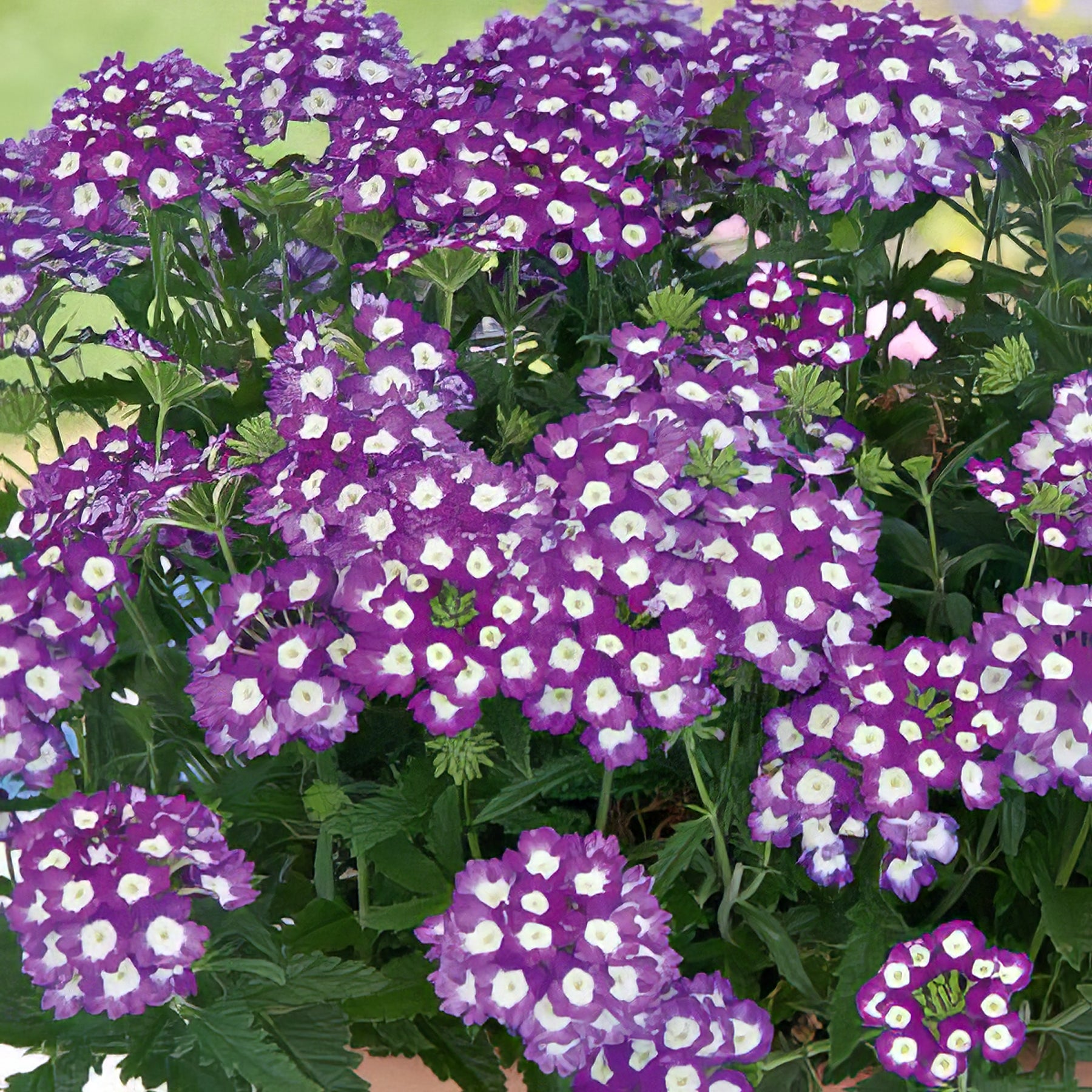 Verbena - Collection Image - Garden Express