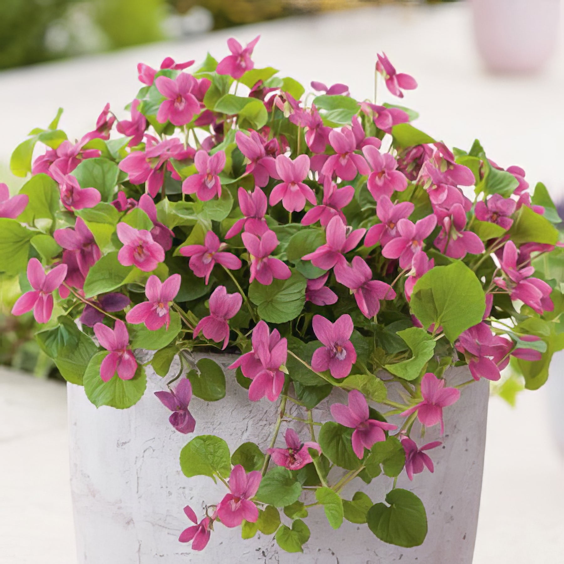 Violets - Collection Image - Garden Express