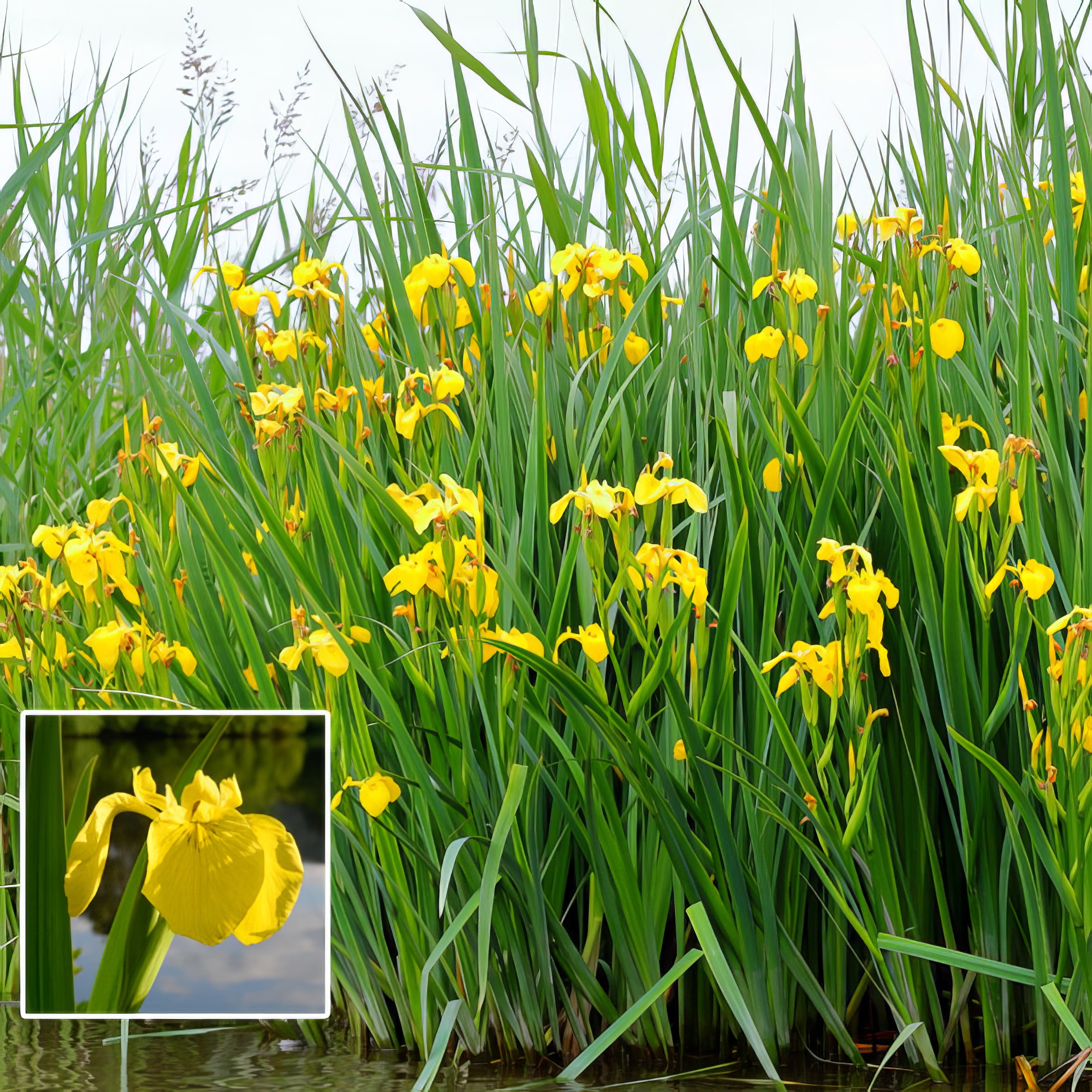Water Iris - Collection Image - Garden Express