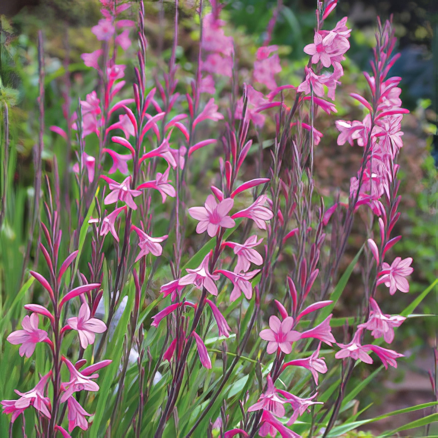 Watsonia - Collection Image - Garden Express