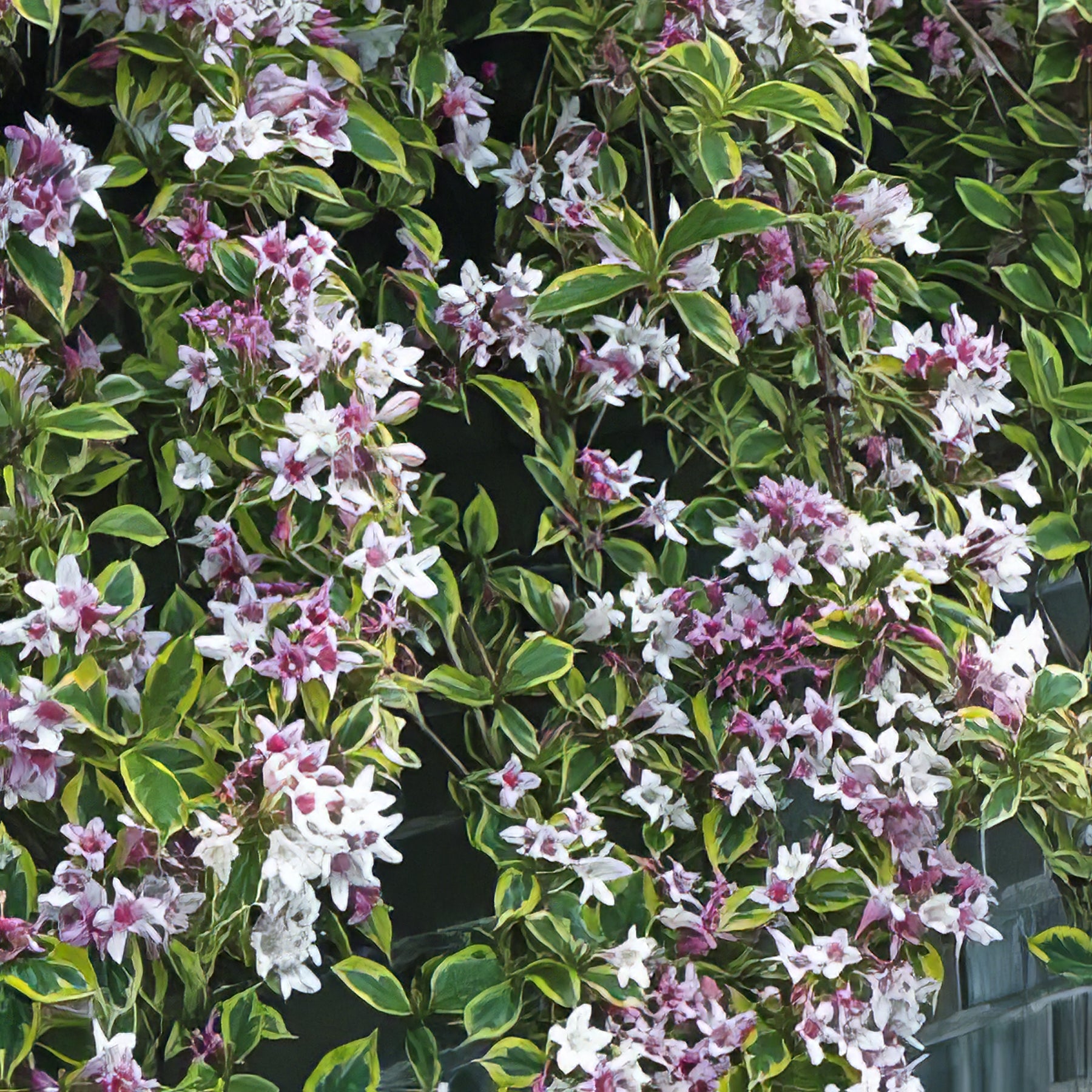 Weigela - Collection Image - Garden Express