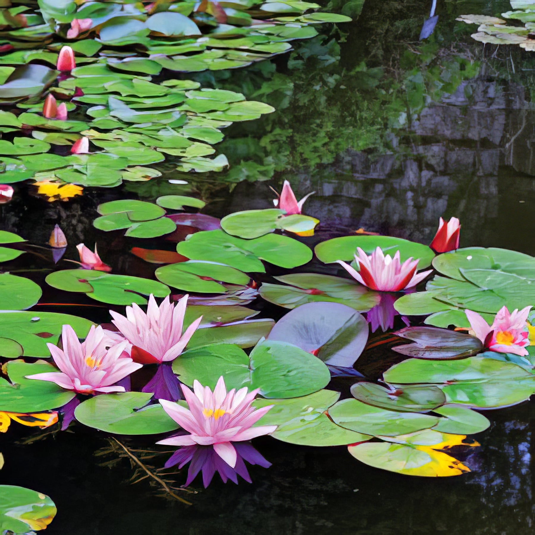 Wetland and Pond Plants - Collection Image - Garden Express