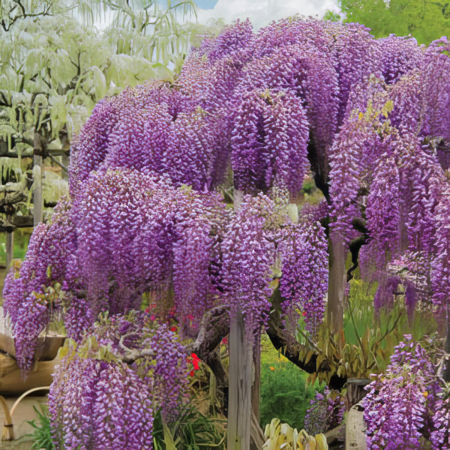Wisteria - Collection Image - Garden Express