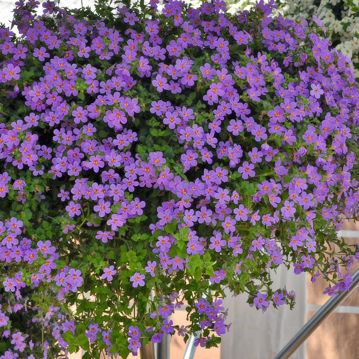 Bacopa Blue Sand P14bacbsa - Garden Express Australia