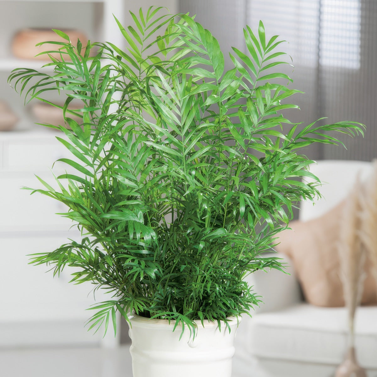 Parlour Palm P13parpal - Garden Express Australia