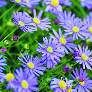 Starter Pack - Rock Daisy