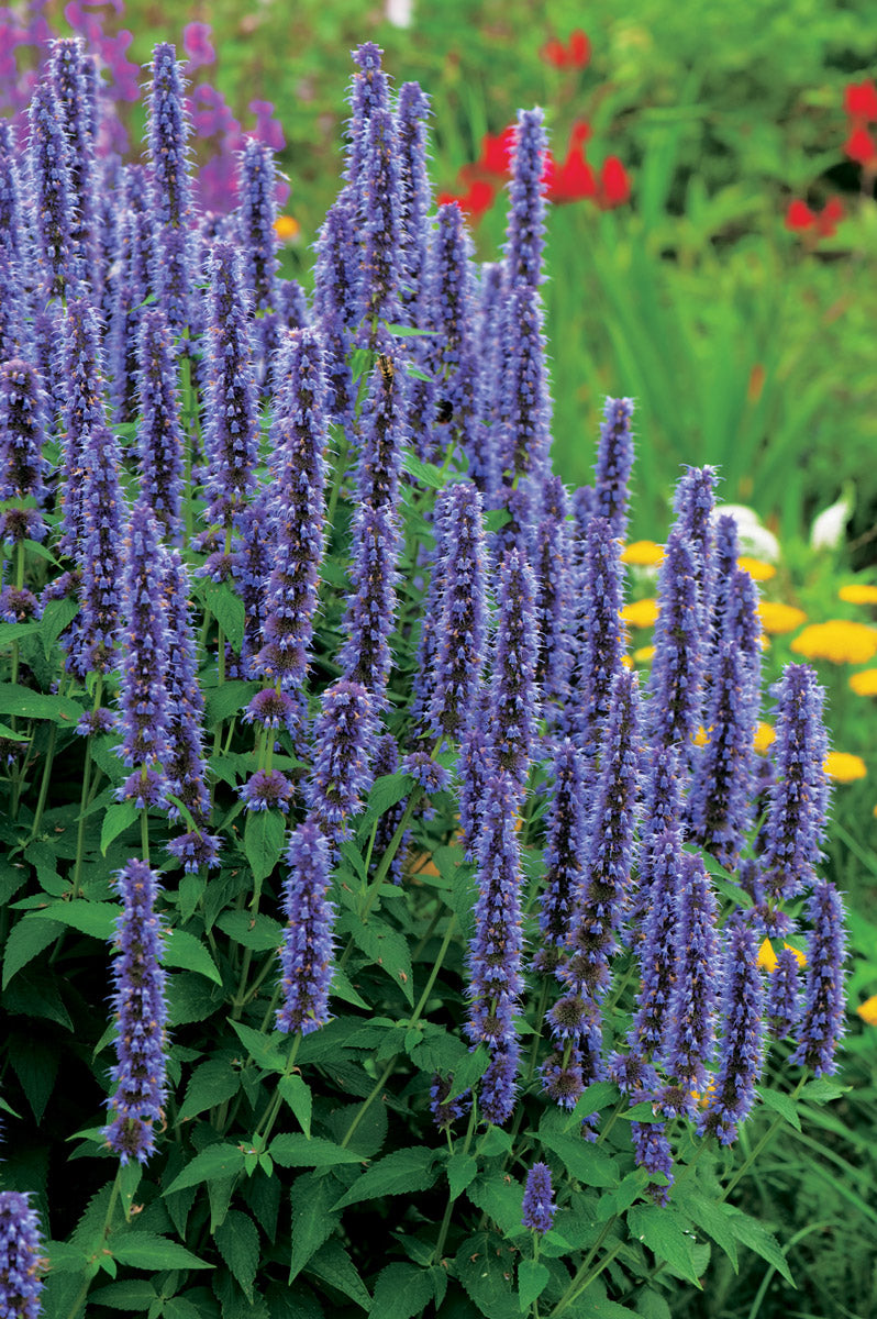 Agastache Blue Fortune
