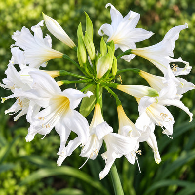 Amarygia Parkeri Alba