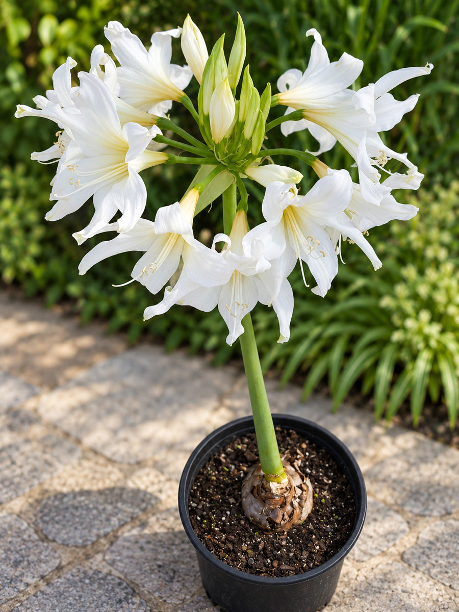 Amarygia Parkeri Alba