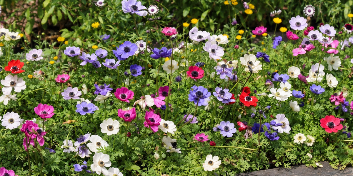 Anemone Poppy Mixed