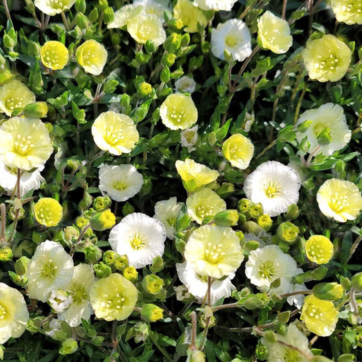 Arenaria Lemon