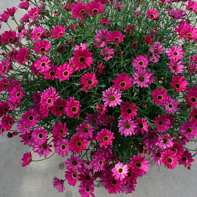 Argyranthemum Grandaisy Dark Pink