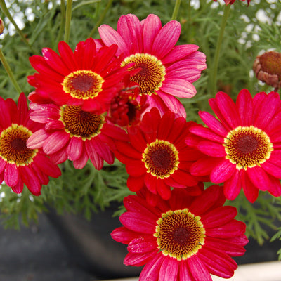 Argyranthemum Grandaisy Dark Pink
