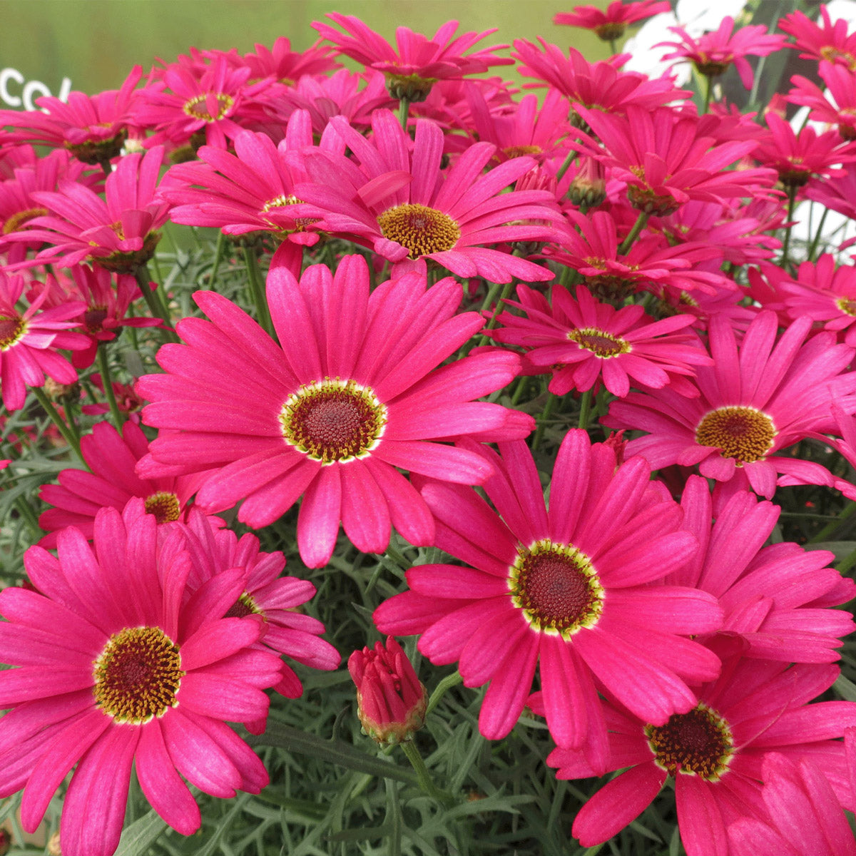 Argyranthemum Grandaisy Dark Pink