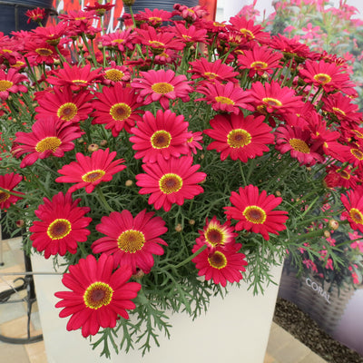 Argyranthemum Grandaisy Dark Pink
