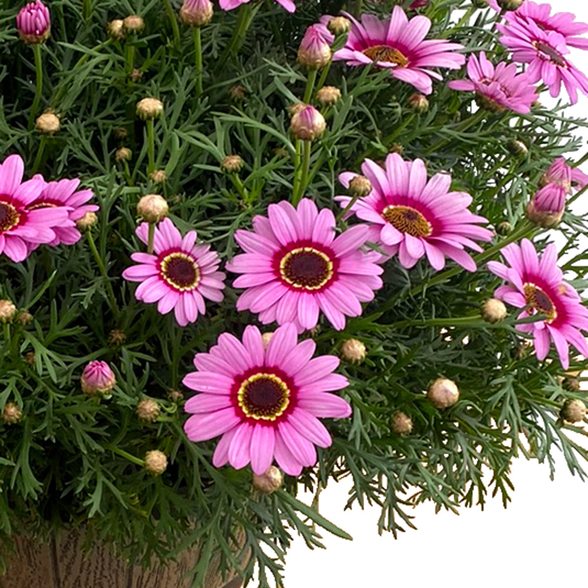Argyranthemum Grandaisy Pink Halo