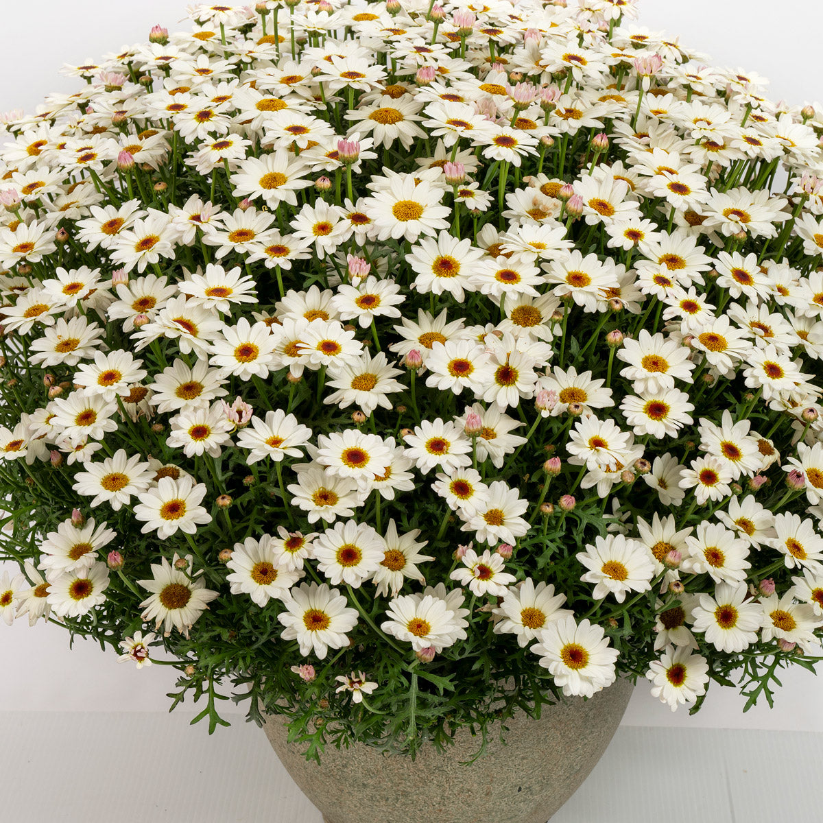 Argyranthemum Grandaisy White