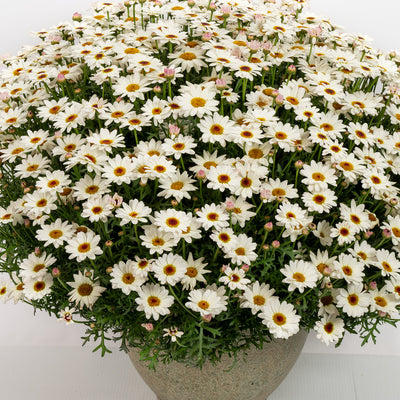 Argyranthemum Grandaisy White