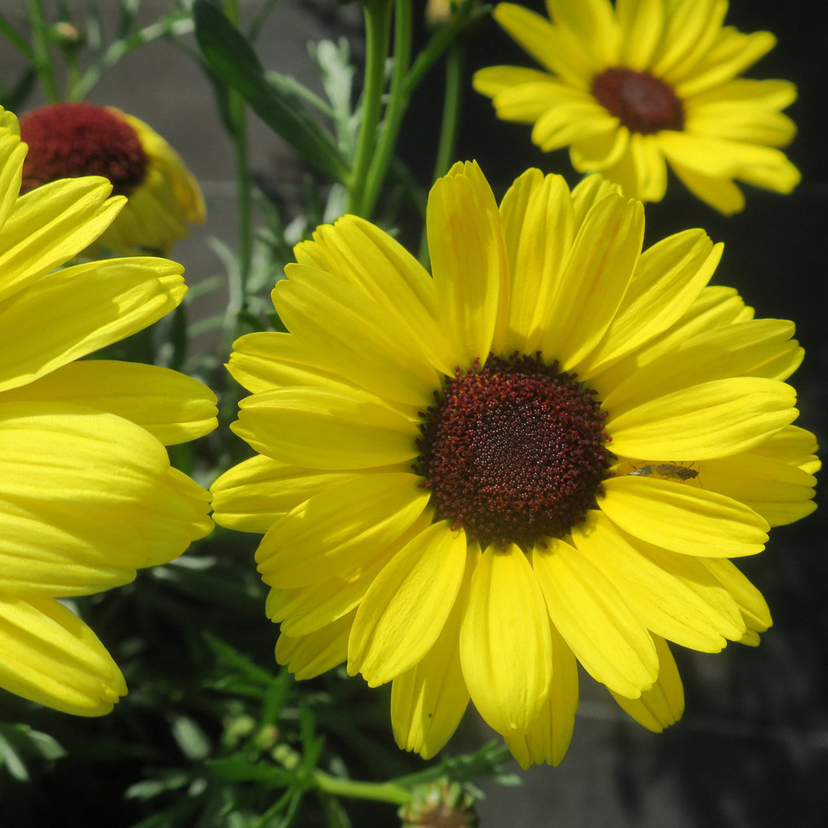 Argyranthemum Grandaisy Yellow