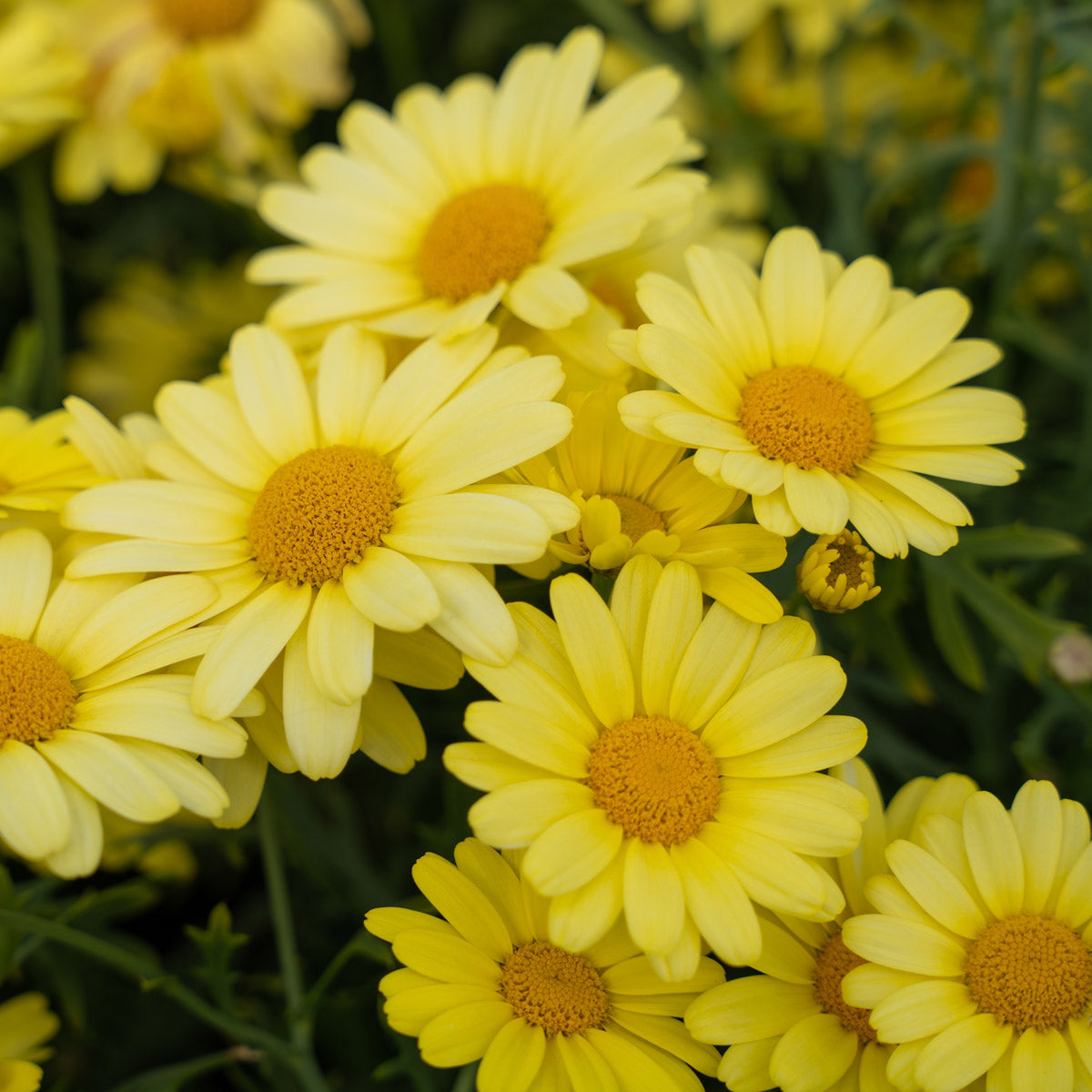 Argyranthemum Dwarf Yellow