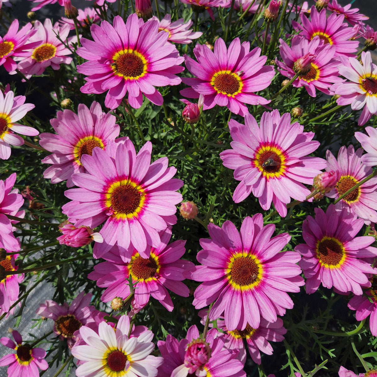 Argyranthemum Grandaisy Pink Halo