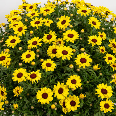 Argyranthemum Grandaisy Yellow