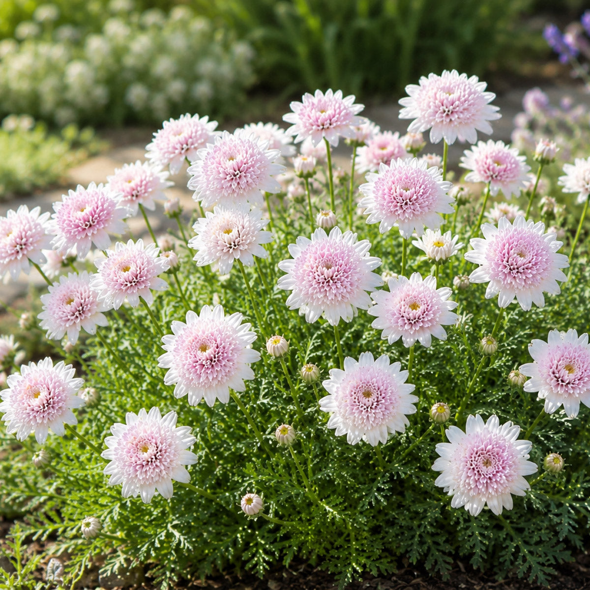 Argyranthemum Pink Buttons