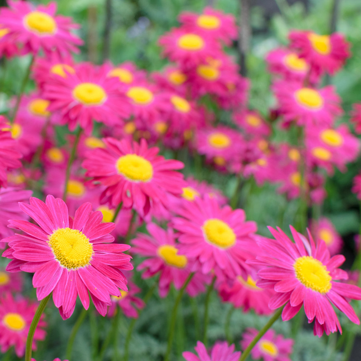 Argyranthemum Marguerite Daisy Single Dark Pink