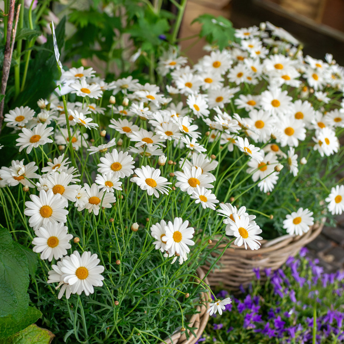 Argyranthemum Single White Fine Foliage