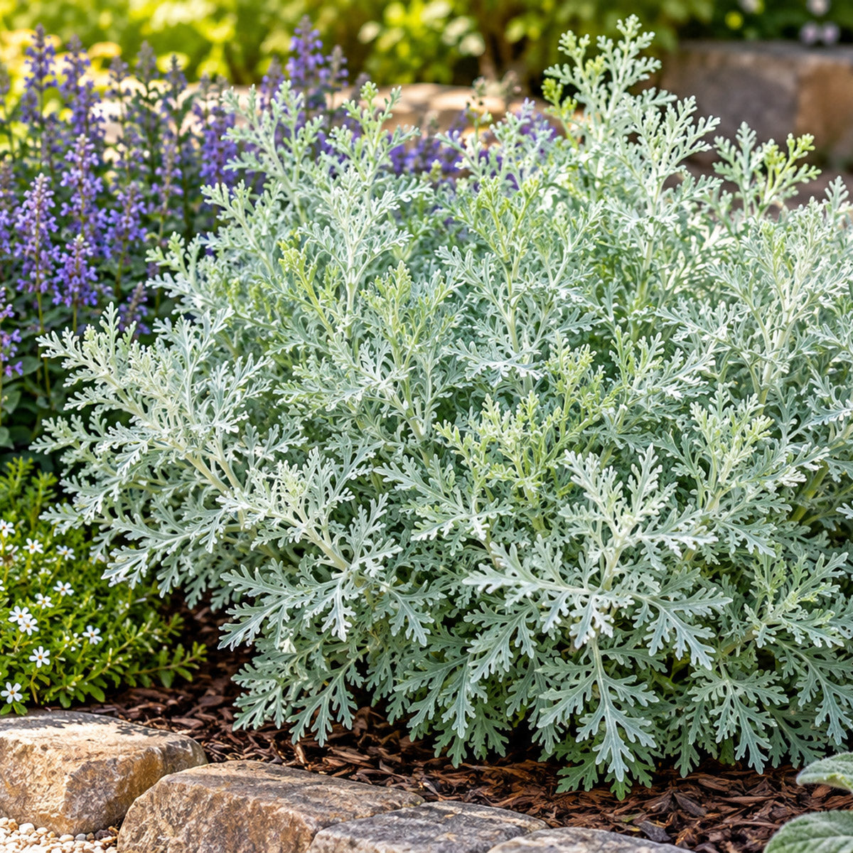 Artemisia- Wormwood Powis Castle