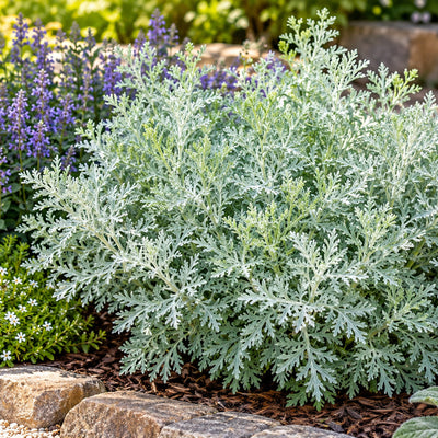 Artemisia- Wormwood Powis Castle