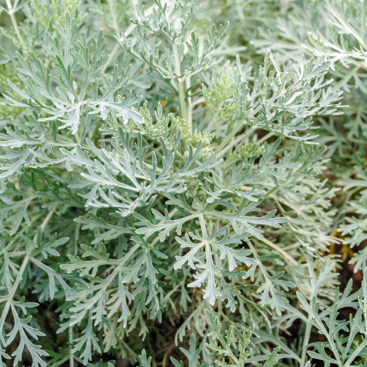 Artemisia- Wormwood Powis Castle