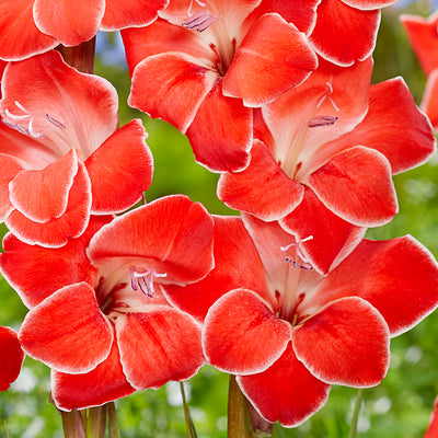 Baby Gladioli Atom