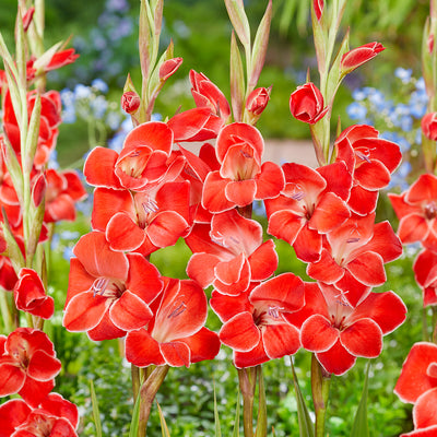 Baby Gladioli Atom