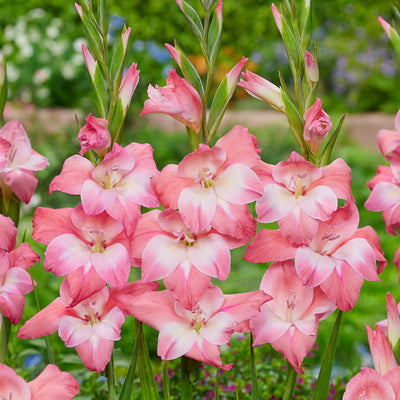 Baby Gladioli Charming Beauty