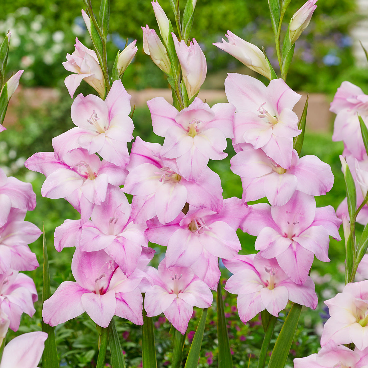Baby Gladioli Charming Lady