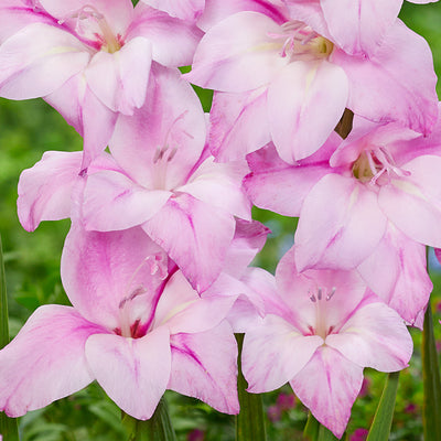 Baby Gladioli Charming Lady