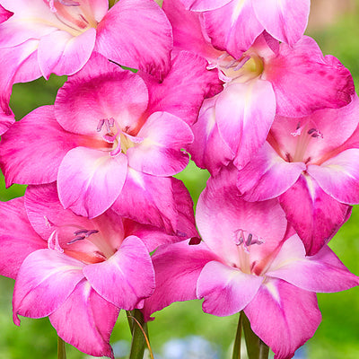 Baby Gladioli Charm