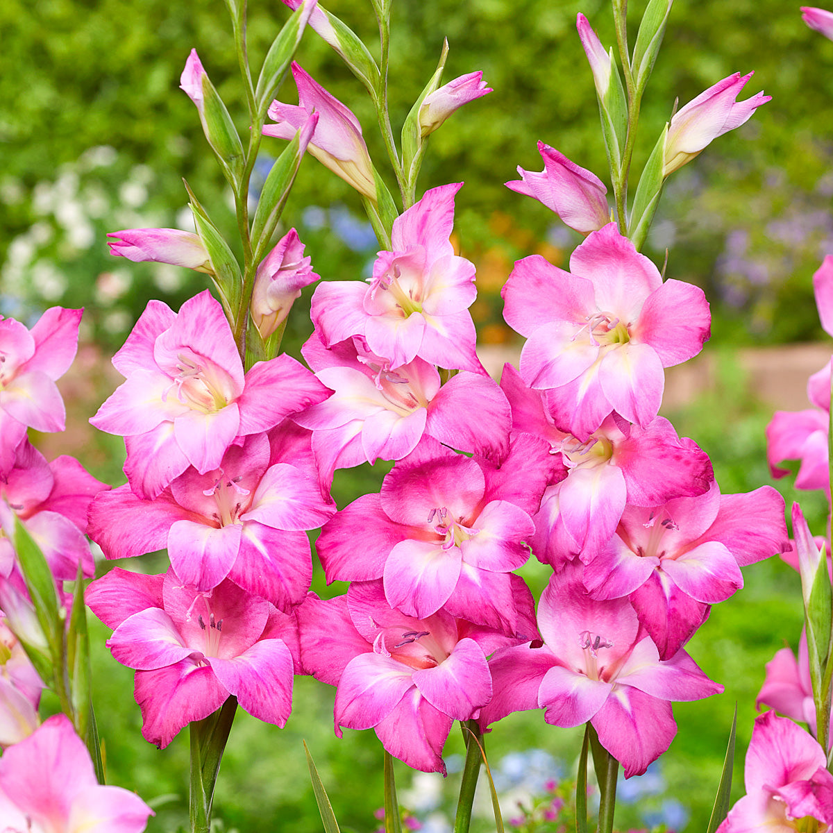 Baby Gladioli Charm