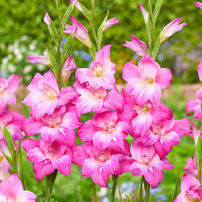 Baby Gladioli Charm