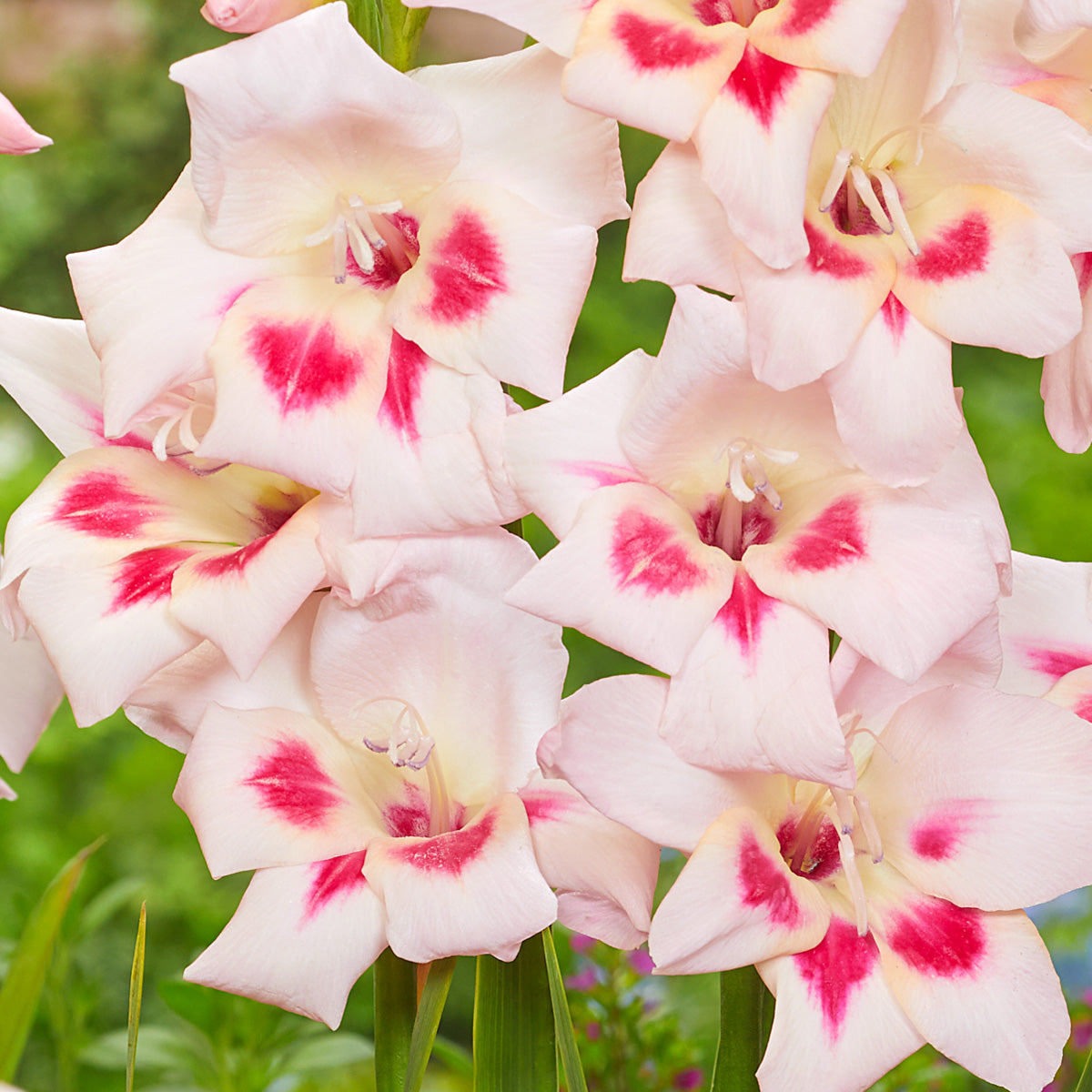 Baby Gladioli Elvira