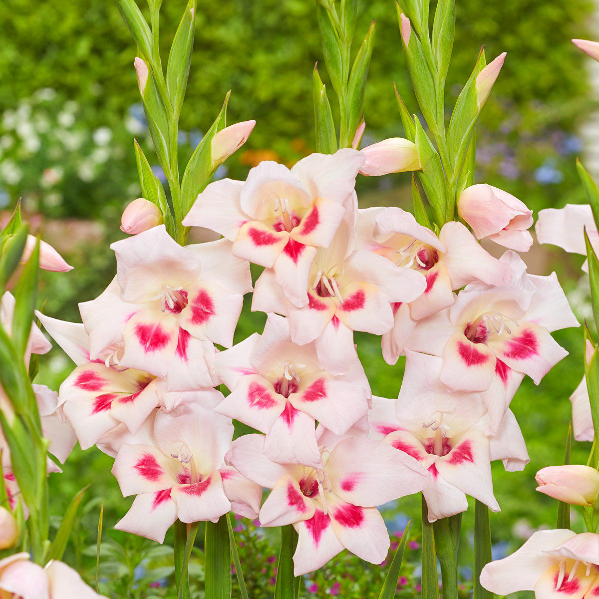 Baby Gladioli Elvira