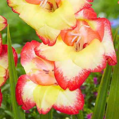 Baby Gladioli Las Vegas