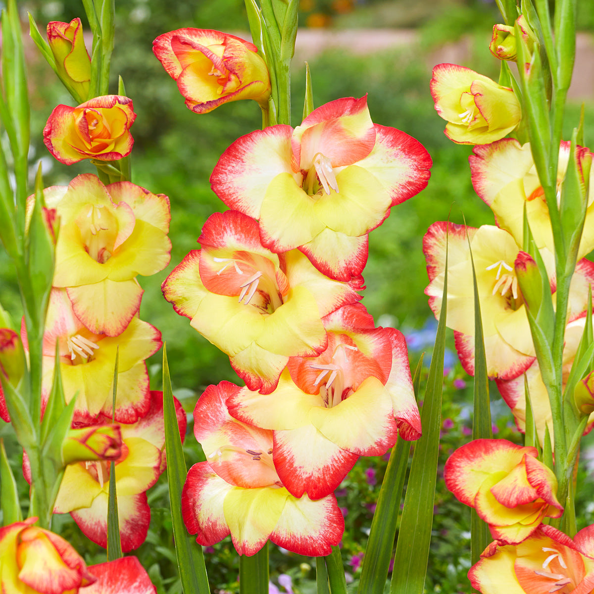 Baby Gladioli Las Vegas