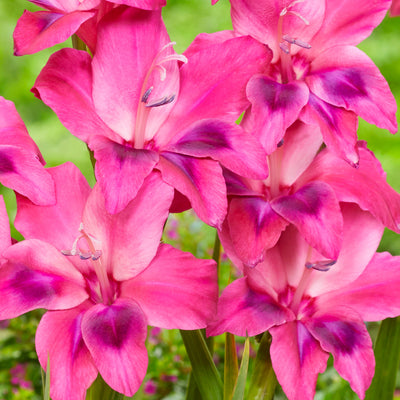 Baby Gladioli Vulcano