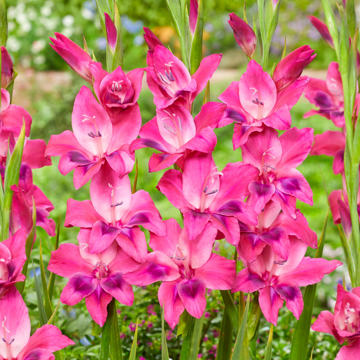 Baby Gladioli Vulcano