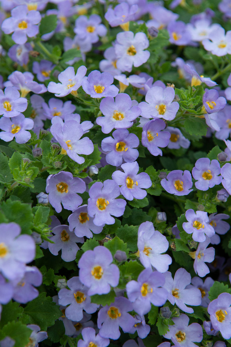 Bacopa Blue