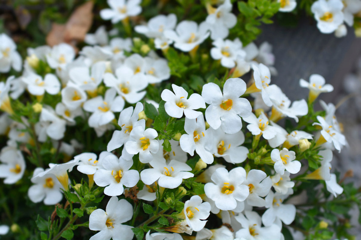 Bacopa Snowflake